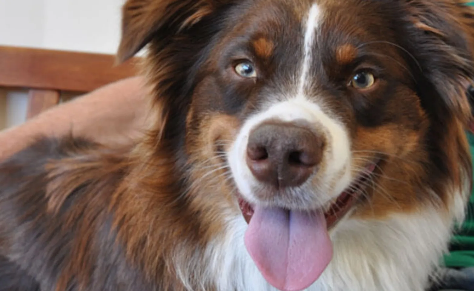 Close up of brown and white dog with tongue sticking out